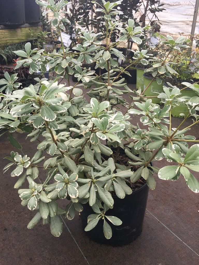 Variegated Mock Orange - Pittosporum tobira 'Variegatum' - image 2