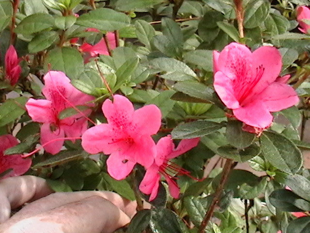 Autumn Cheer Encore Azalea | Reblooming Pink Evergreen Shrub - image 2