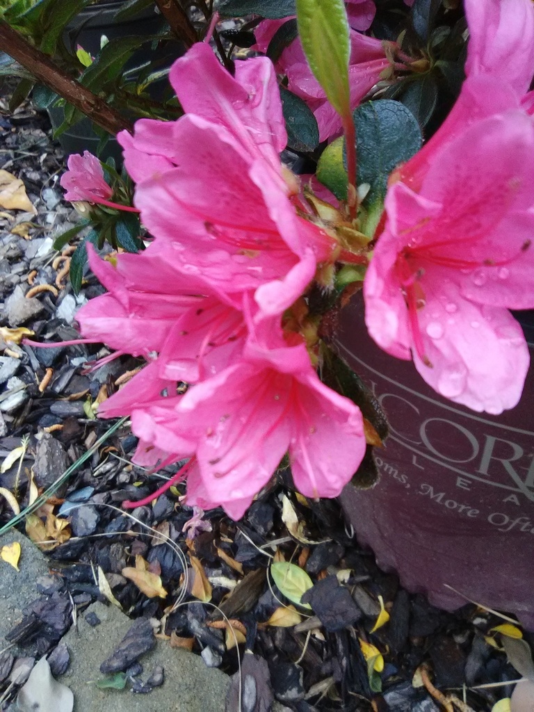 Autumn Cheer Encore Azalea | Reblooming Pink Evergreen Shrub - image 3