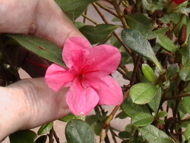 Autumn Cheer Encore Azalea | Reblooming Pink Evergreen Shrub - image 4