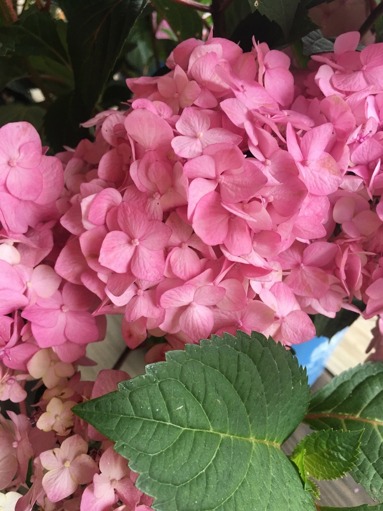 Endless Summer Hydrangea - Pink or Blue Blooming Shrub - image 2