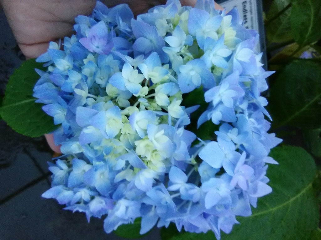 Endless Summer Hydrangea - Pink or Blue Blooming Shrub - image 3