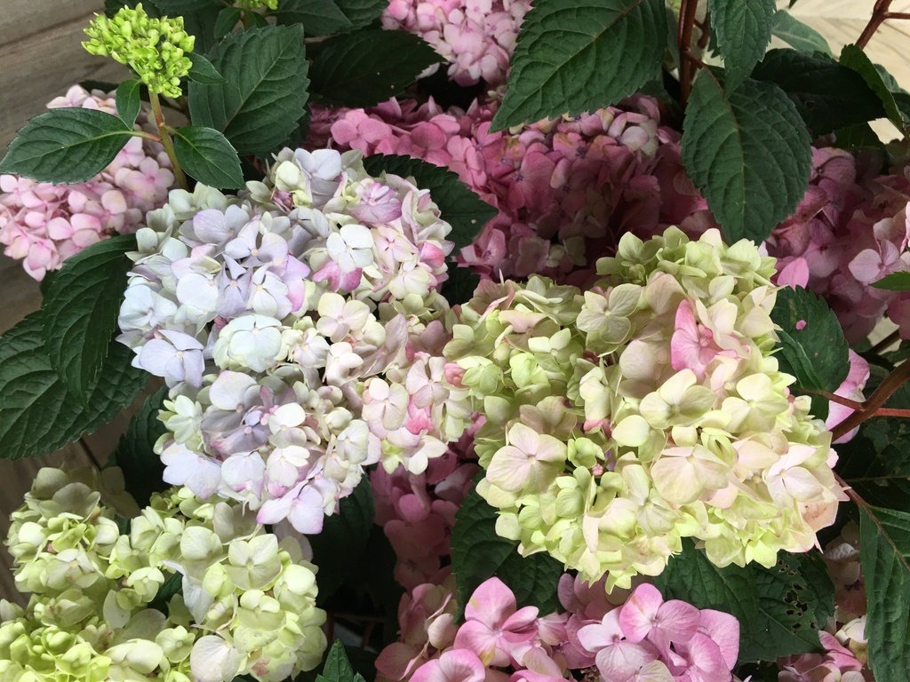 Endless Summer Hydrangea - Pink or Blue Blooming Shrub - image 4