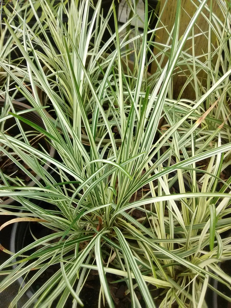 Variegated Mondo Grass 'Silver Mist' - image 2