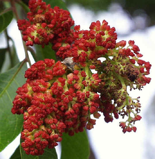 Chinese Pistache Tree (Pistacia chinensis) - image 3