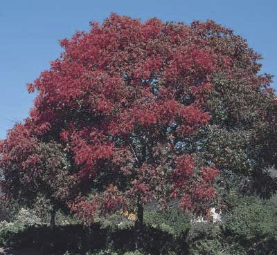 Chinese Pistache Tree (Pistacia chinensis) - image 4