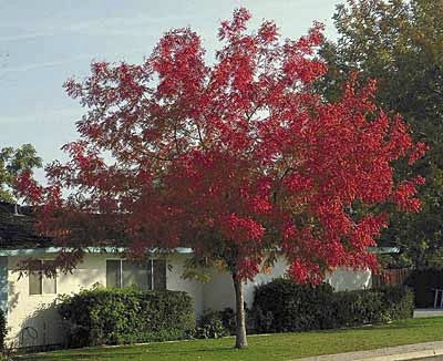 Chinese Pistache Tree (Pistacia chinensis) - image 5