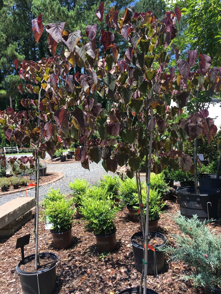 Forest Pansy Redbud - Cercis canadensis 'Forest Pansy' - image 2