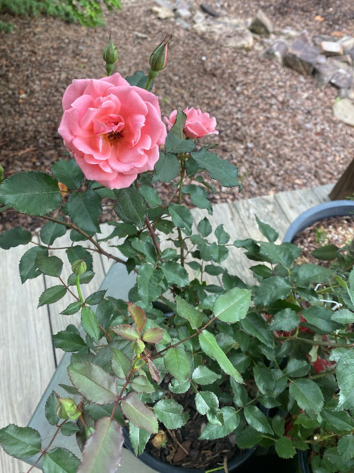 Coral Knockout Rose | Disease-Resistant Flowering Shrub - image 2