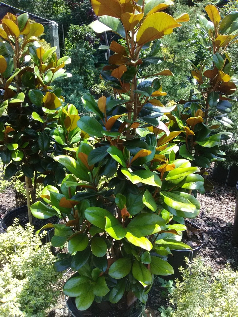 Teddy Bear Magnolia ('Southern Charm') - B&B & Container - image 2