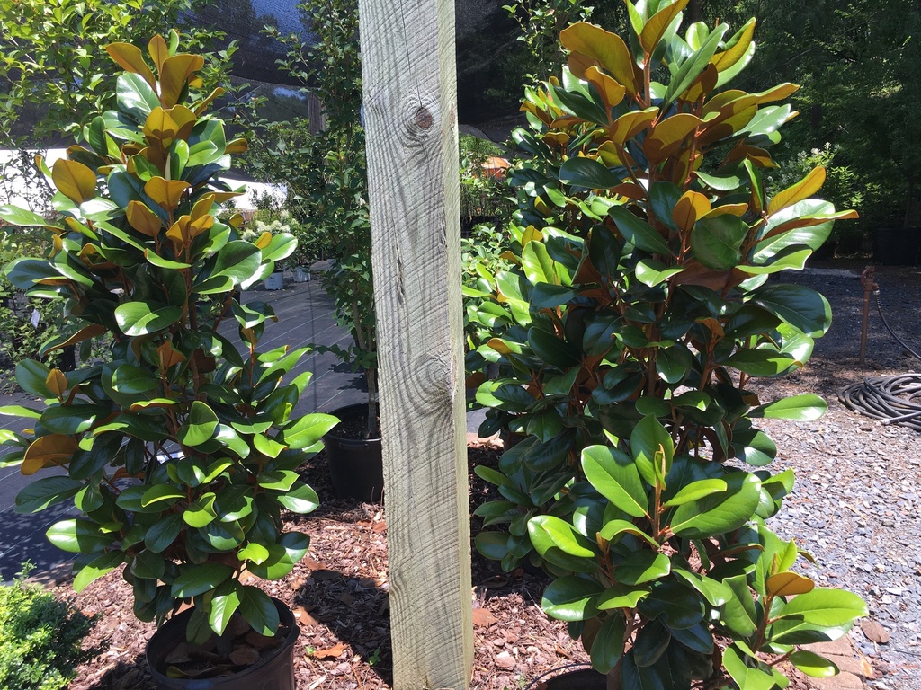 Teddy Bear Magnolia ('Southern Charm') - B&B & Container - image 3