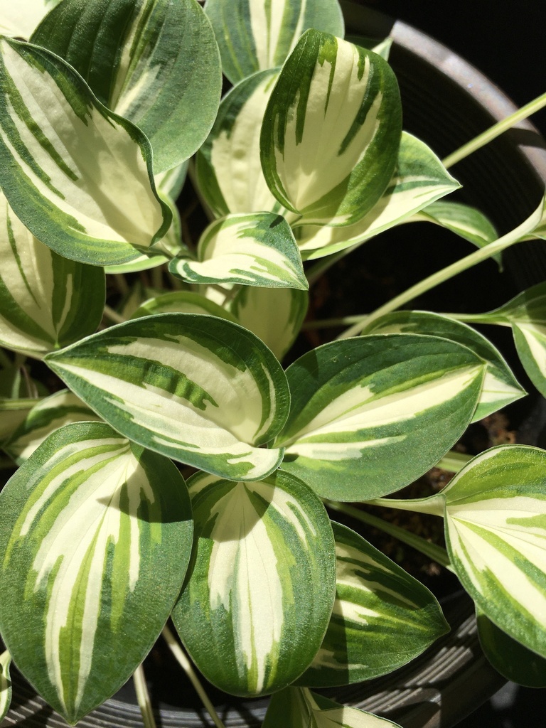 Pandora's Box Hosta - Miniature Variegated Shade Perennial - image 2