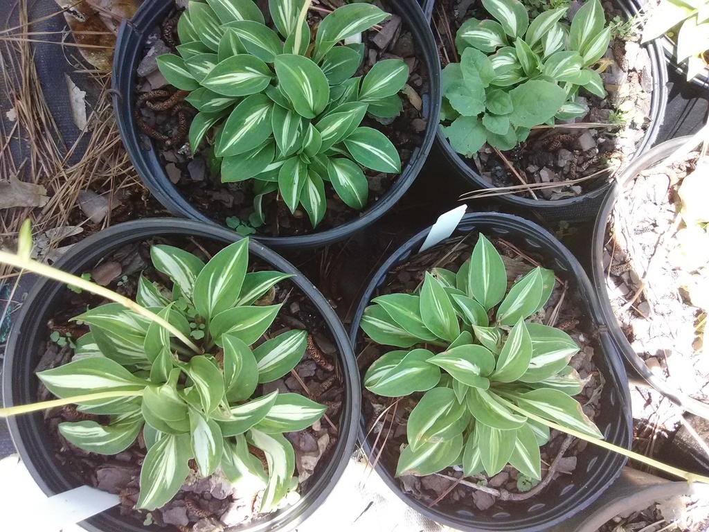 Pandora's Box Hosta - Miniature Variegated Shade Perennial - image 3