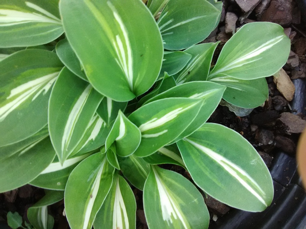Pandora's Box Hosta - Miniature Variegated Shade Perennial - image 4