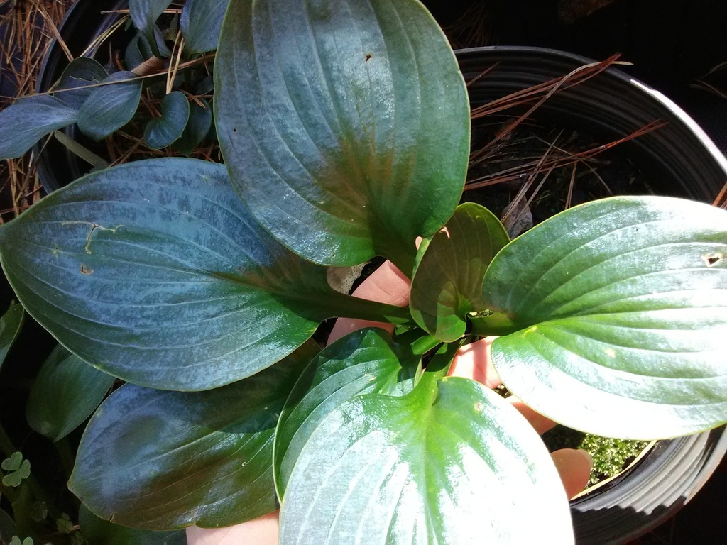 Lakeside Lollipop Hosta – Miniature Shade Perennial - image 2