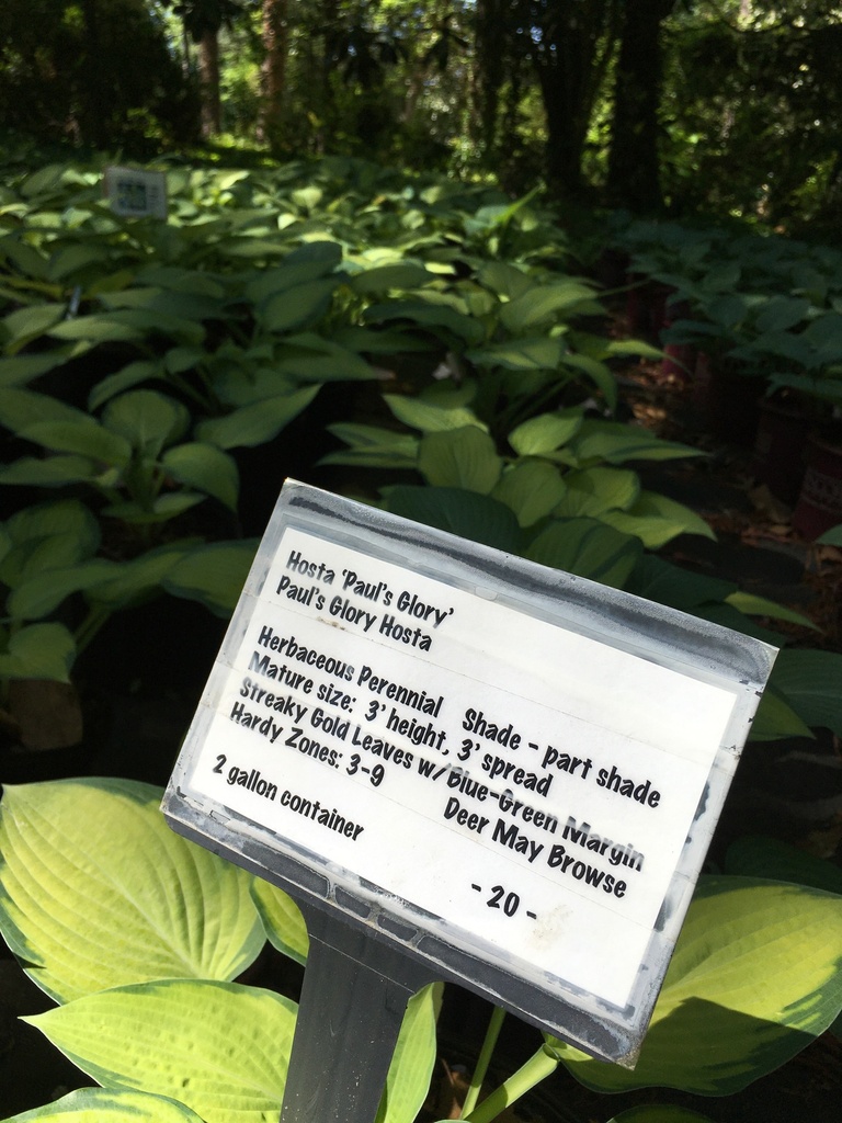 Paul's Glory Hosta - Variegated Shade Perennial - image 2