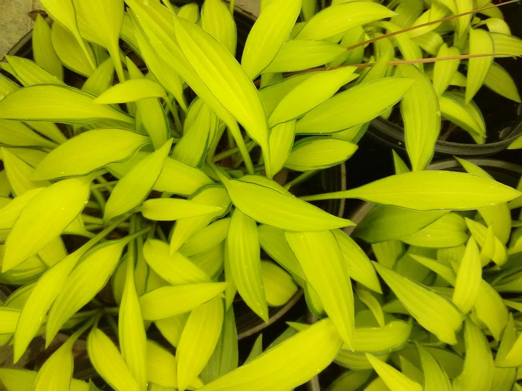Early Sunrise Hosta - Miniature Variegated Shade Perennial - image 2
