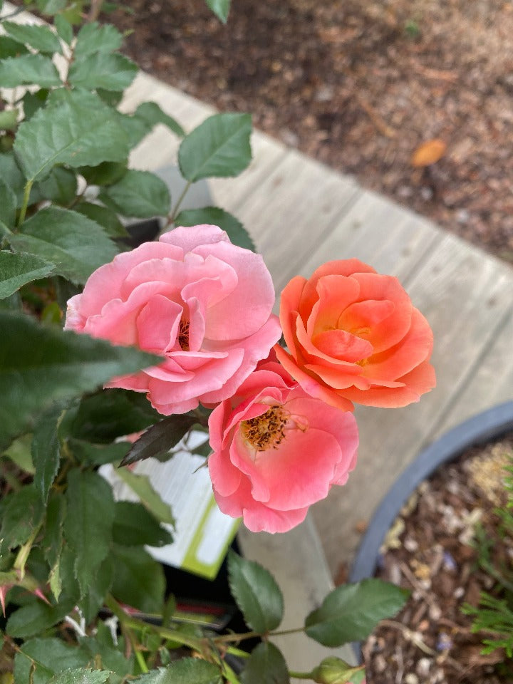 Coral Knockout Rose | Disease-Resistant Flowering Shrub - image 3
