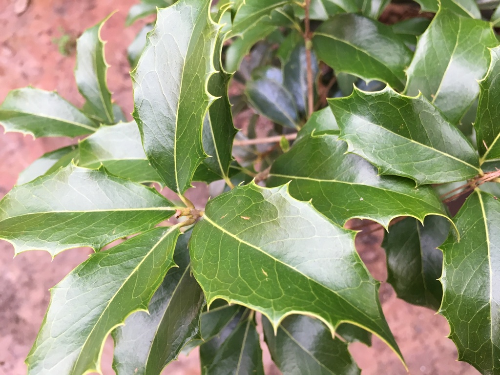 Purple Osmanthus (Osmanthus heterophyllus 'Purpureus') - B&B - image 2