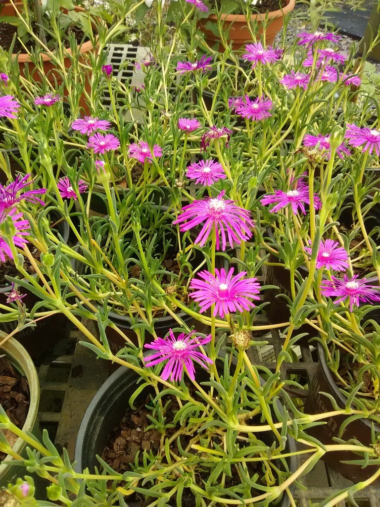 Starburst Ice Plant - Drought Tolerant Groundcover - image 2