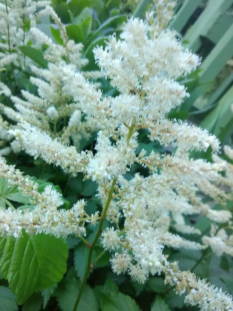 Washington Astilbe - White Flowering Shade Perennial - image 2