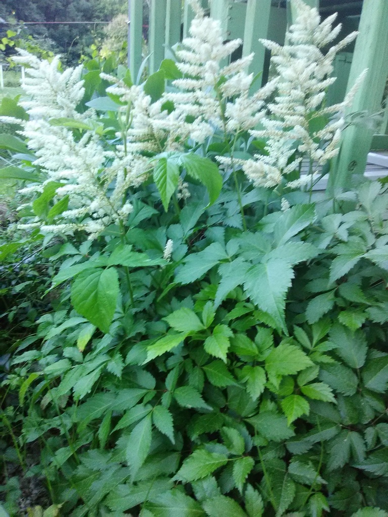 Washington Astilbe - White Flowering Shade Perennial - image 3