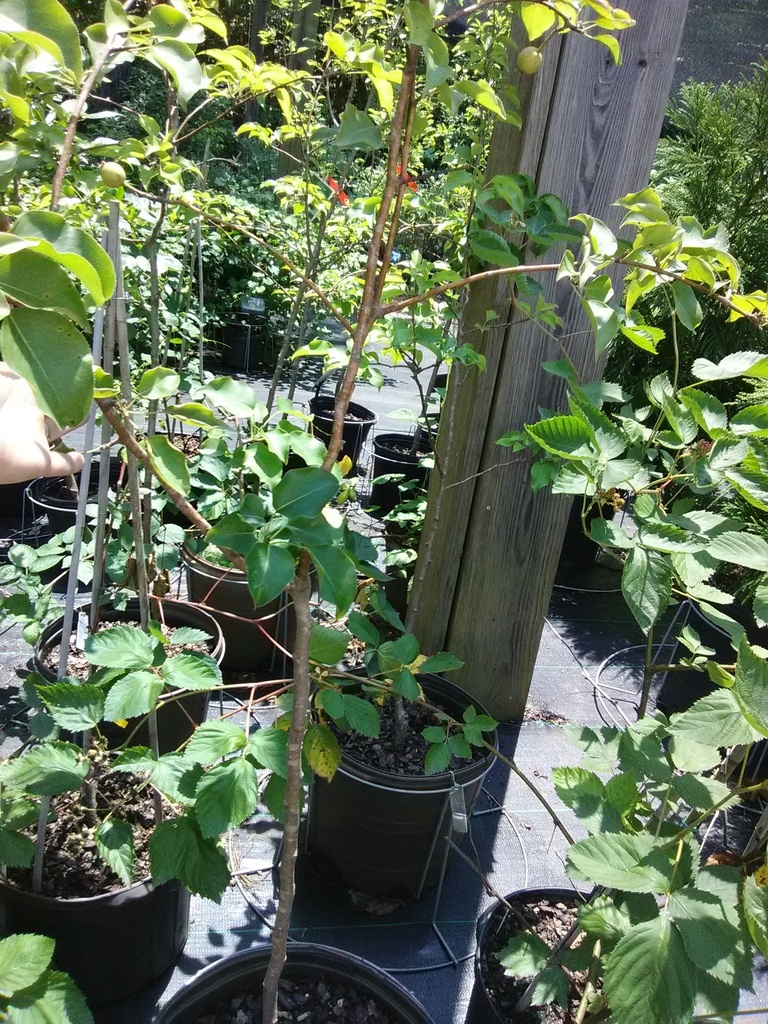 Shinko Asian Pear Tree - Fire Blight Resistant Fruit Tree - image 2