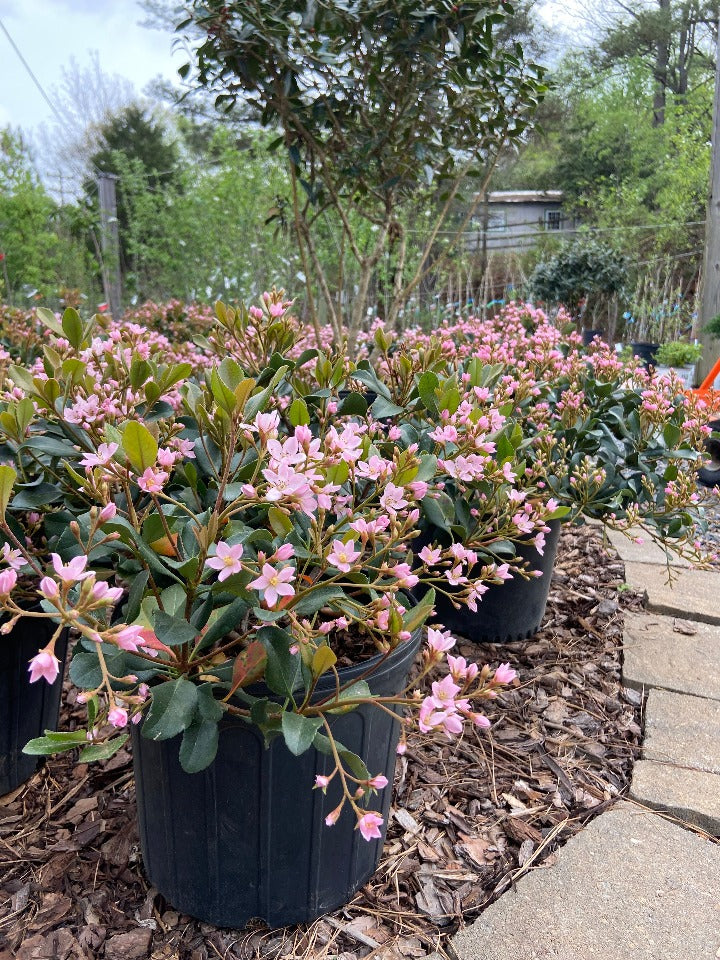 Eleanor Tabor Indian Hawthorn - Evergreen Flowering Shrub - image 2