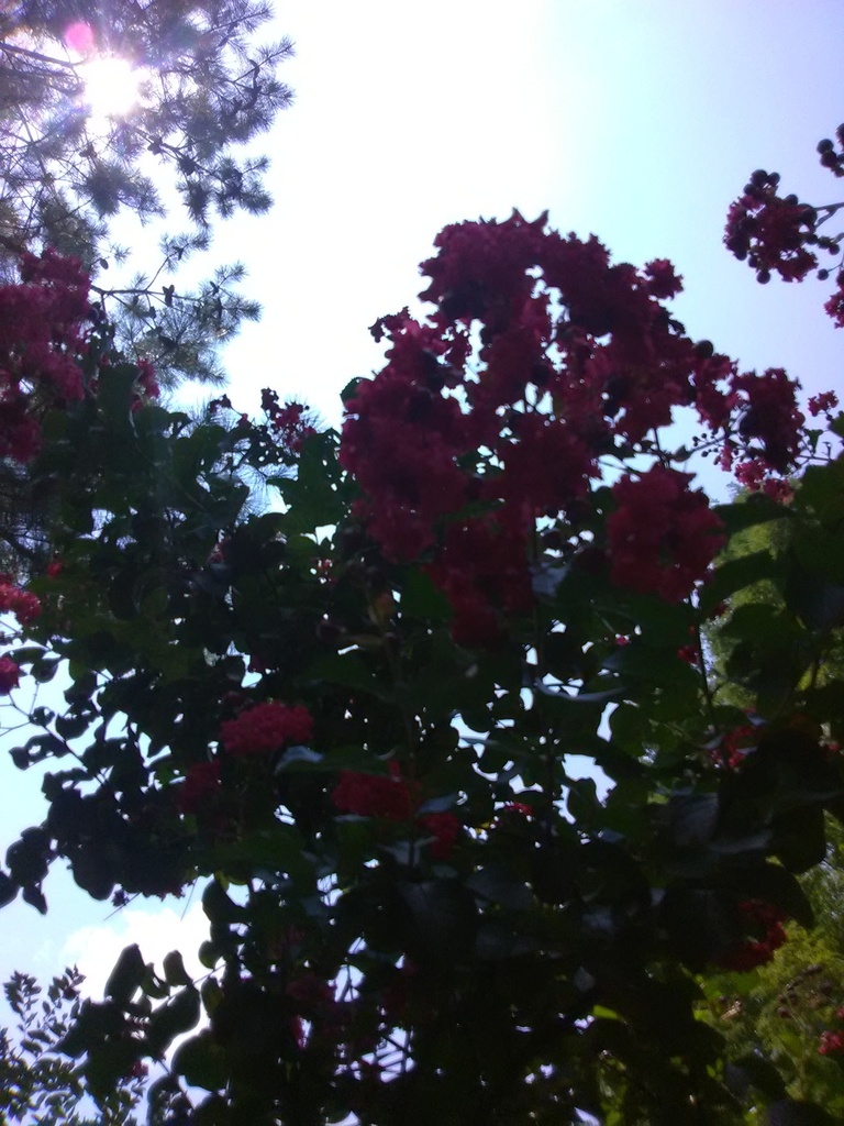 Dynamite Crape Myrtle (Whit II) - Bright Red Blooms - image 2