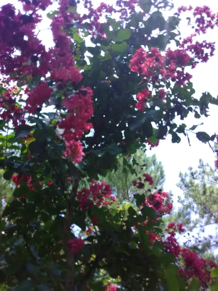 Dynamite Crape Myrtle (Whit II) - Bright Red Blooms - image 3