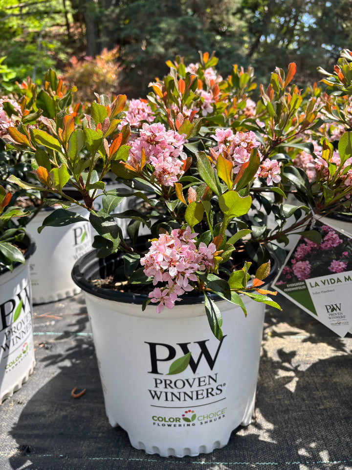 [la-vida-mas-tm-indian-hawthorn-3g-container] La Vida Mas™ Indian Hawthorn | Evergreen Flowering Shrub