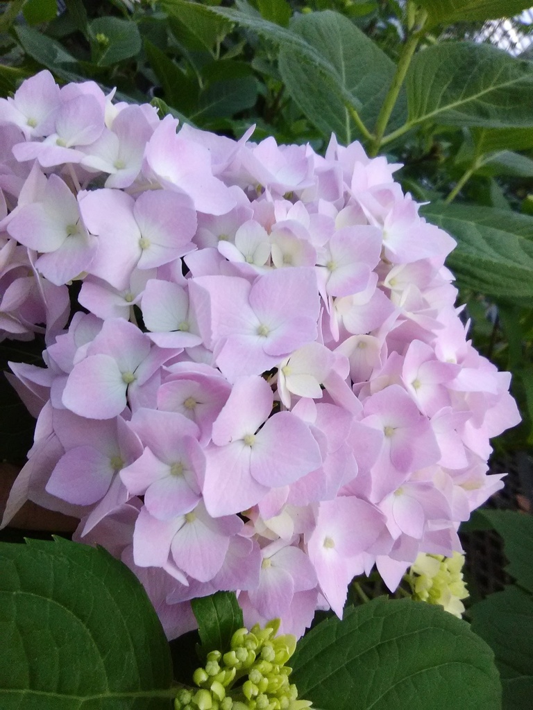 Dear Dolores Hydrangea - Reblooming Mophead
