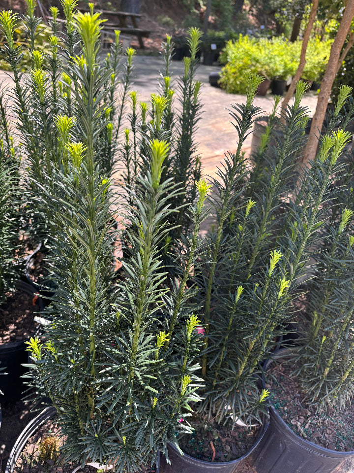 [harrington-plum-yew-fastigiata-3g-container-sold-out] Upright Japanese Plum Yew (Cephalotaxus 'Fastigiata')