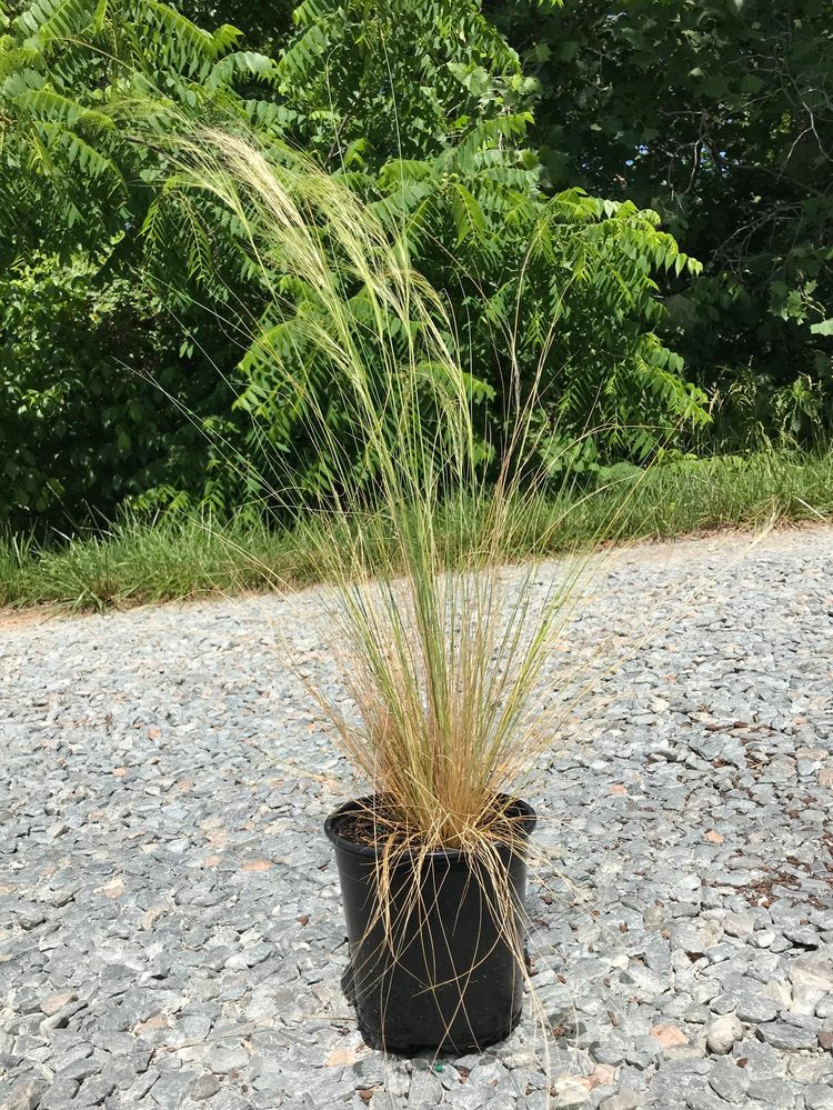 Mexican Feather Grass (Nassella tenuissima)