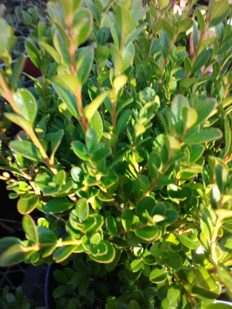 [wintergreen-boxwood-3g-container] Wintergreen Boxwood | Buxus sinica var. insularis (3 gallon container)