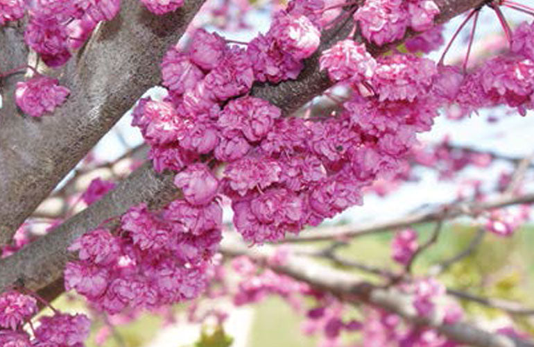 [redbud-pink-pom-poms-7g-container] Redbud 'Pink Pom Poms' - Cercis x NC State Selection (7 gallon container)