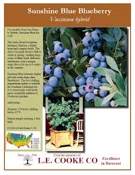 [sunshine-blue-blueberry-3g-container-sold-out] Sunshine Blue Blueberry - Southern Highbush (3 gallon container)