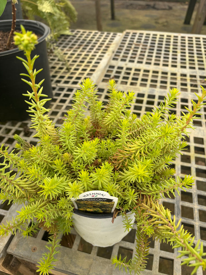 Angelina Stonecrop (Sedum rupestre 'Angelina')