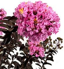 [delta-eclipse-crape-myrtle-3g-container] Delta Eclipse Crape Myrtle - Lavender Blooms & Burgundy Foliage (3 gallon container)
