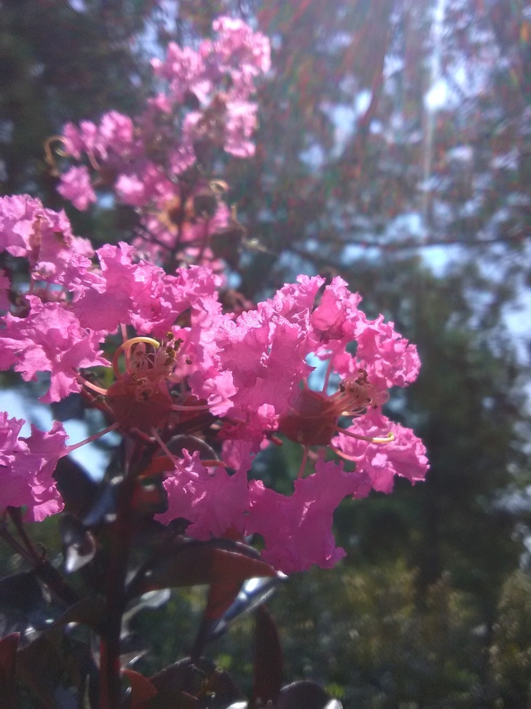 [delta-fushia-crape-myrtle-3g-container-sold-out] Delta Fuchsia Crape Myrtle – Dark Burgundy Foliage (3 gallon container)