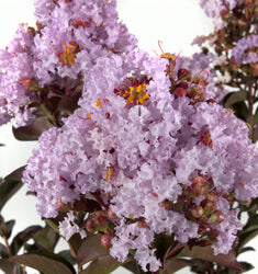 [delta-breeze-crape-myrtle-3g-container-sold-out] Delta Breeze Crape Myrtle – Lavender Blooms, Burgundy Foliage (3 gallon container)