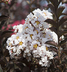 [delta-moonlight-crape-myrtle-3g-container-sold-out] Delta Moonlight Crape Myrtle – White Blooms, Burgundy Foliage (3 gallon container)