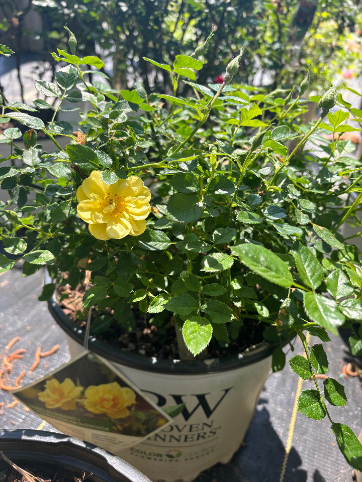 [lemon-zest-rose-3g-container] Oso Easy Lemon Zest Rose - Proven Winners Yellow Shrub Rose