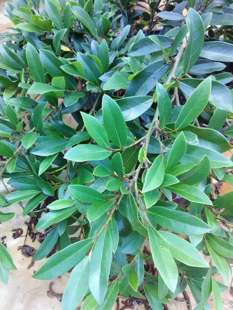 Vintage Jade Distylium - Low-Maintenance Evergreen Shrub