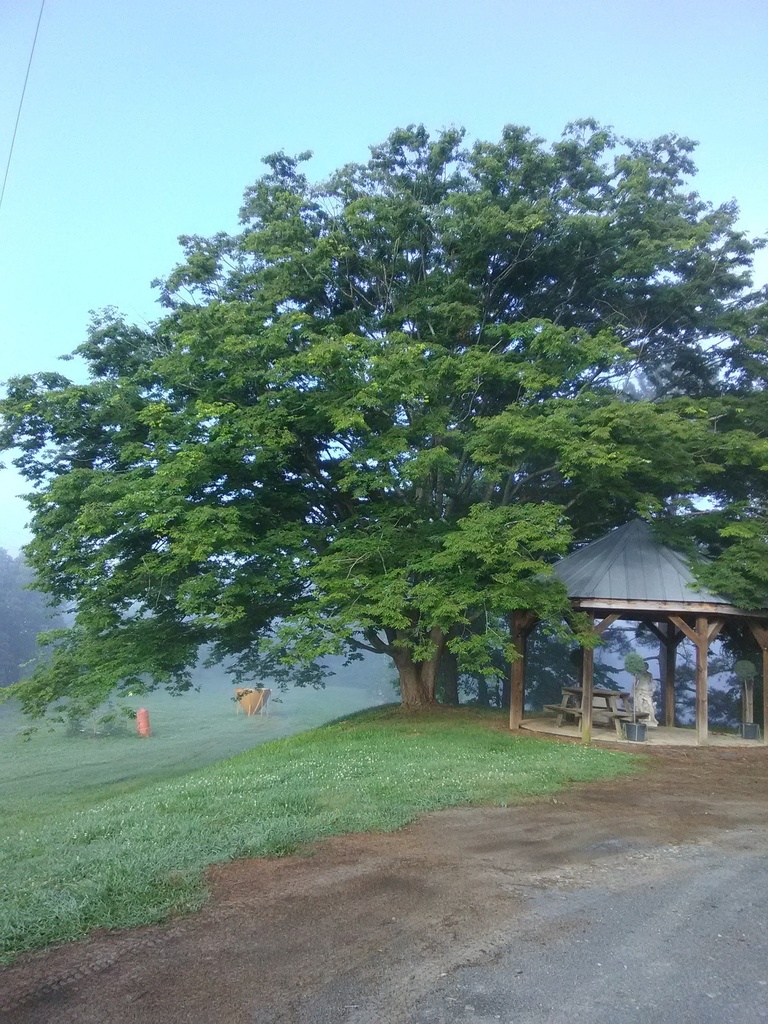 Green Vase Zelkova - B&B
