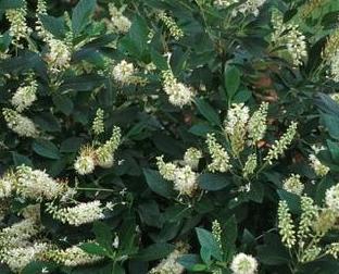 [copy-of-hummingbird-summersweet-or-clethera-3g-container-sold-out] Summersweet 'Hummingbird' Clethra (3 gallon container)