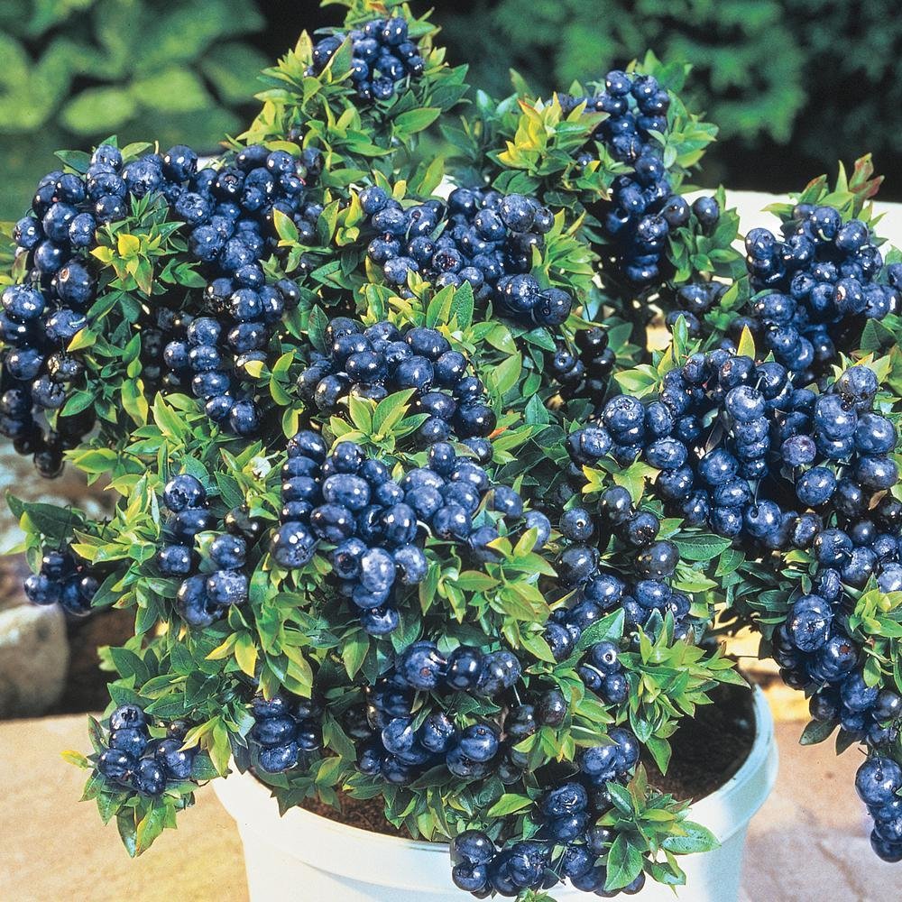 [top-hat-blueberry-3g-container] Top Hat Dwarf Blueberry - Self-Pollinating Compact Bush