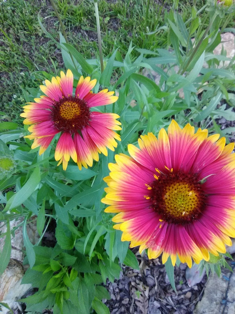 Goblin Blanket Flower (Gaillardia x grandiflora 'Arizona Sun')
