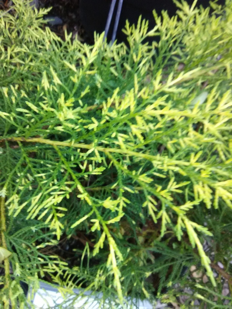 [gold-lace-juniper-3g-container] Gold Lace Juniper - Juniperus chinensis 'Gold Lace' (3 gallon container)