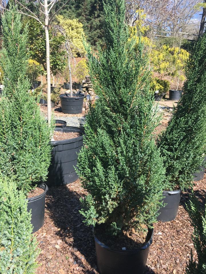 [copy-of-blue-point-juniper-3-gallon-container-sold-out] Blue Point Juniper – Juniperus chinensis 'Blue Point' (3 gallon container)